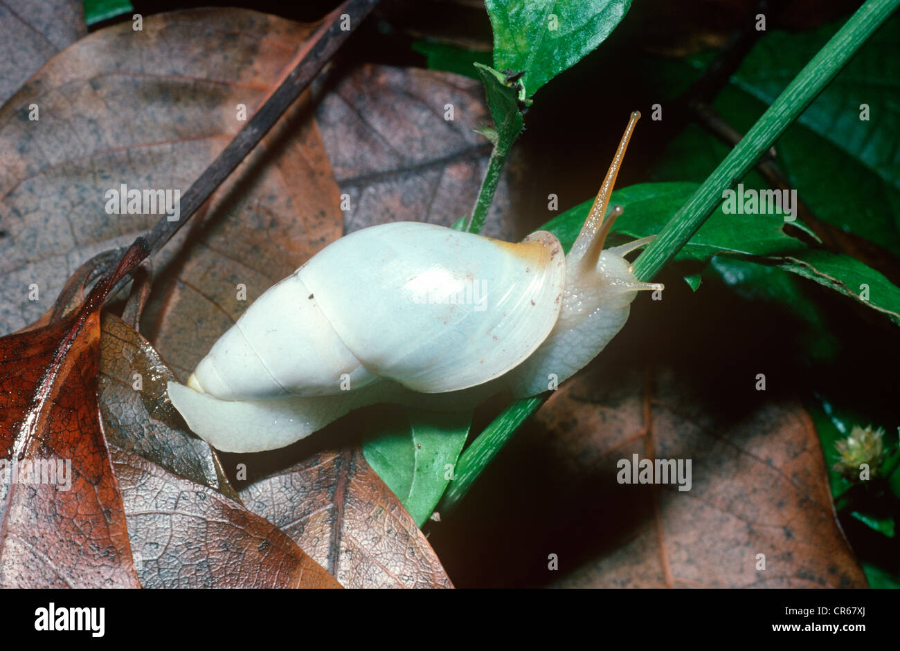 Snail crawling up a stem in rainforest Trinidad Stock Photo