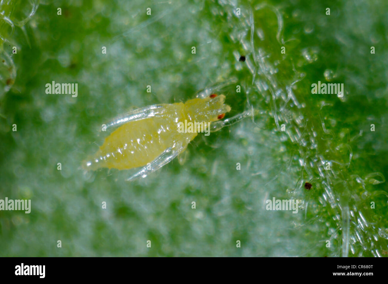Western flower thrip (Frankliniella occidentalis) pre-pupa on a leaf Stock Photo