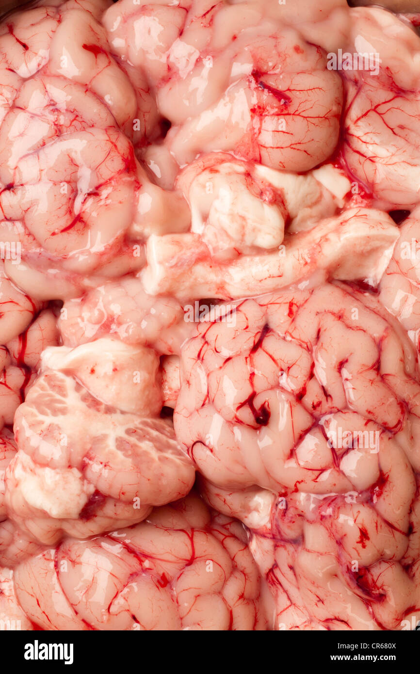 raw goat brains Stock Photo
