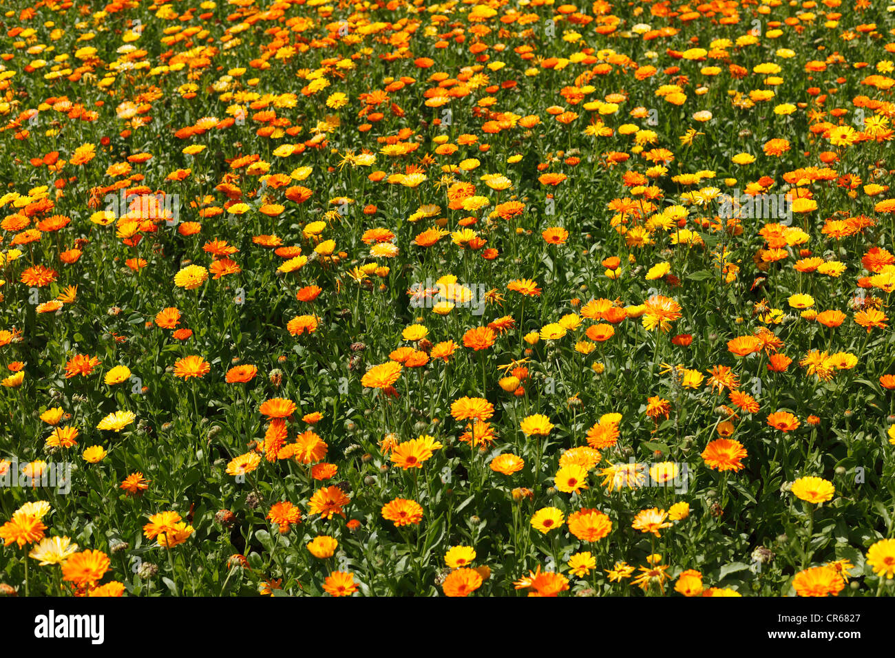 Germany, Bavaria, View of pot marigold field Stock Photo