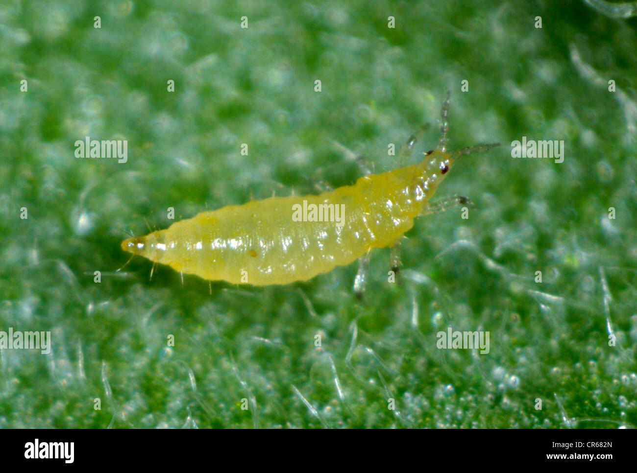 Western flower thrip (Frankliniella occidentalis) larva on a leaf Stock Photo