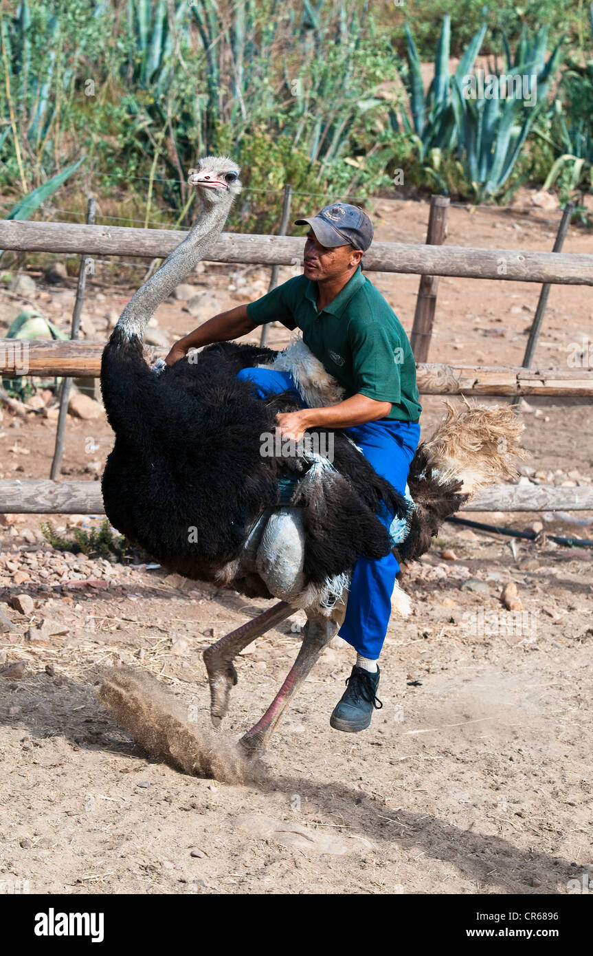 South Africa Western Cape on route 62 ostrich farm near Oudtshoorn in region of Little Karoo demonstration of an ostrich race Stock Photo