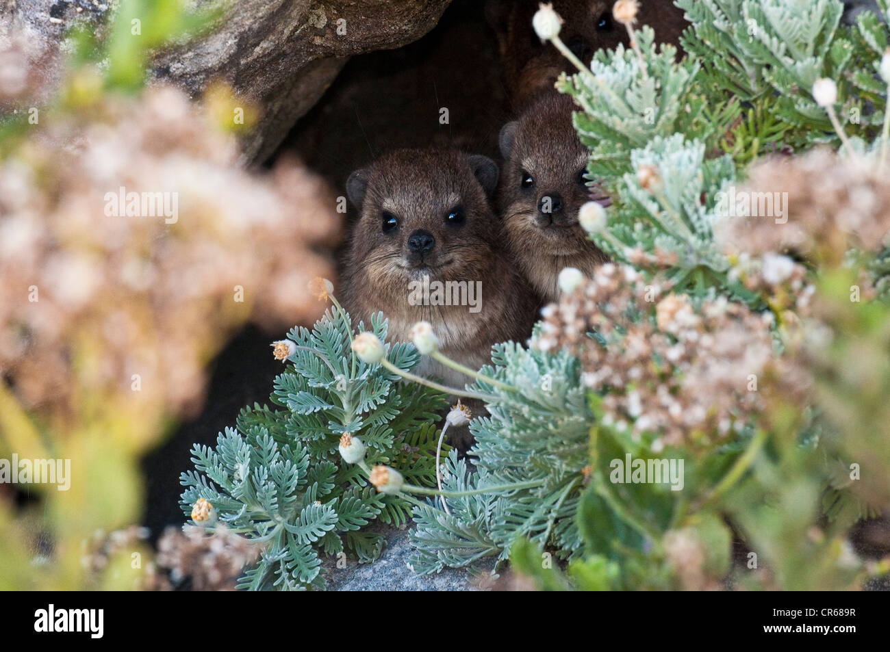 South Africa, Western Cape, Cape Peninsula, Table Mountain National Park, Rock Hyrax (Procavia capensis) Stock Photo
