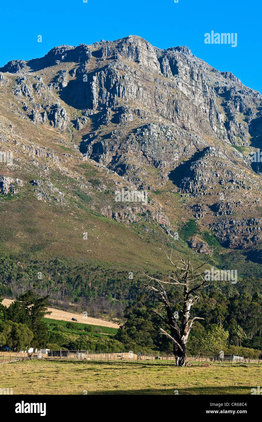 South Africa, Western Cape, on the wine route, Stellenbosch, Stellenbosch Mountain Stock Photo