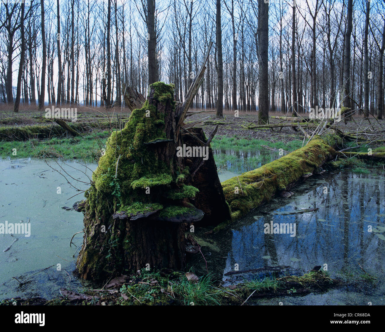 Lying dead wood in a wetland, Duckweed (Lemna) in the water, Bracket Fungi (Fomitopsis) around the root area Stock Photo