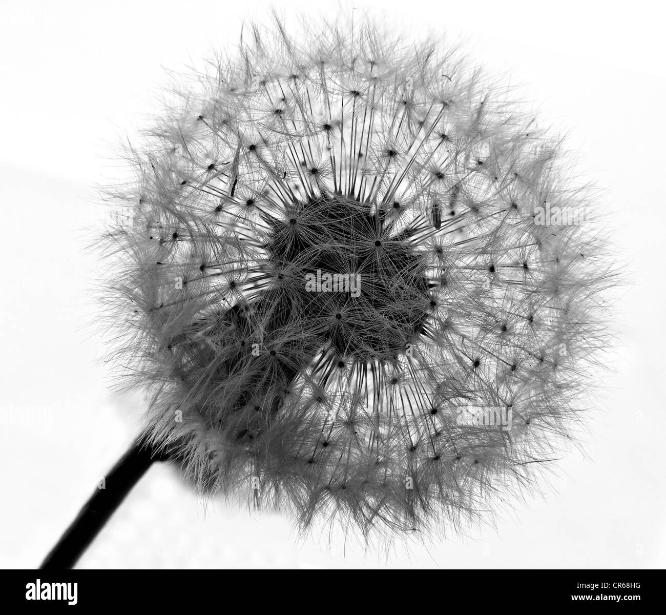 Seeds image Black and White Stock Photos & Images - Alamy