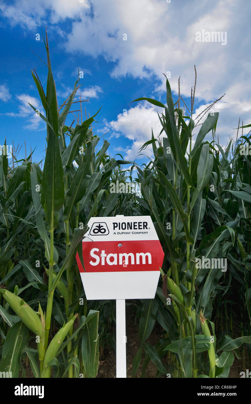 Corn, demonstration field, Pioneer Stamm breed, cultivation and selection of corn, PublicGround Stock Photo