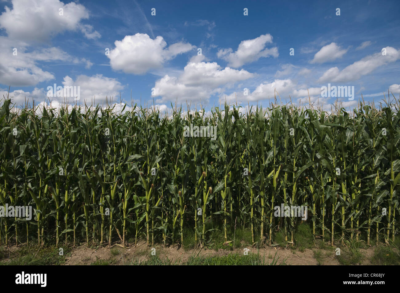 Cornfield, maize with corncobs on a field Stock Photo