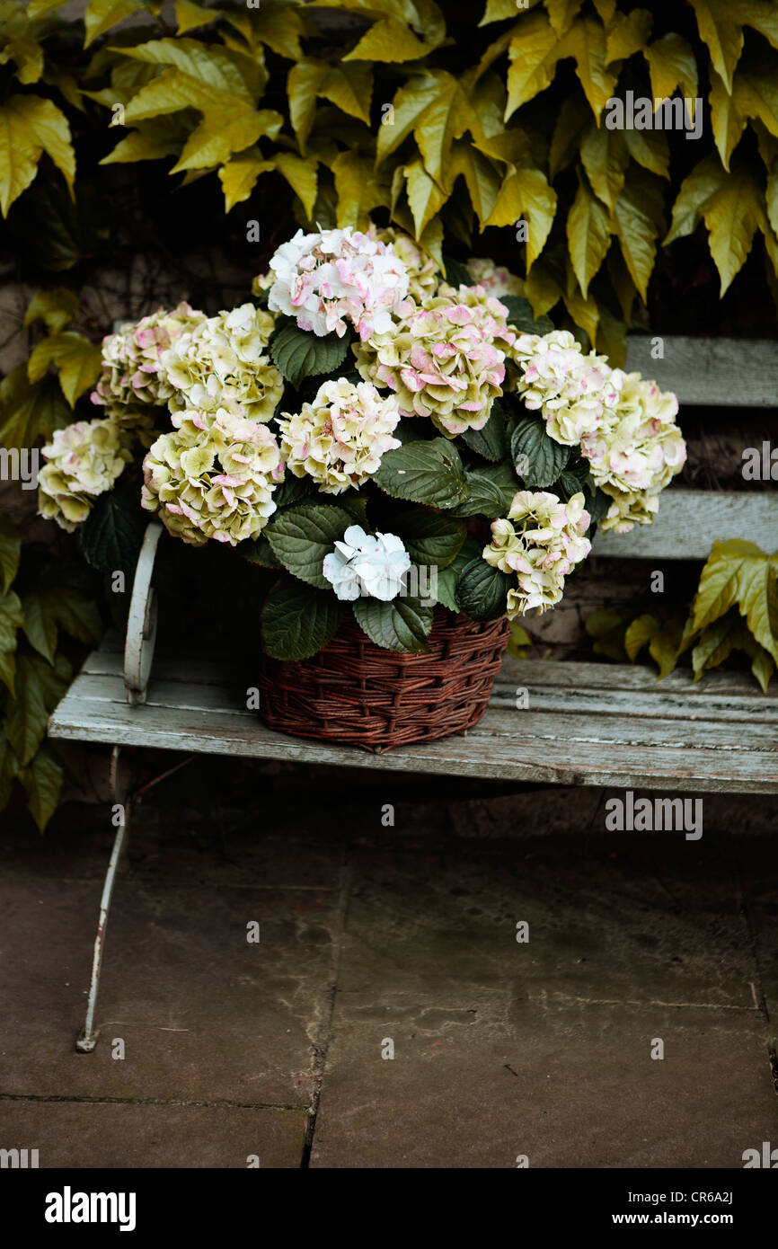 Germany, Flower basket on bench Stock Photo