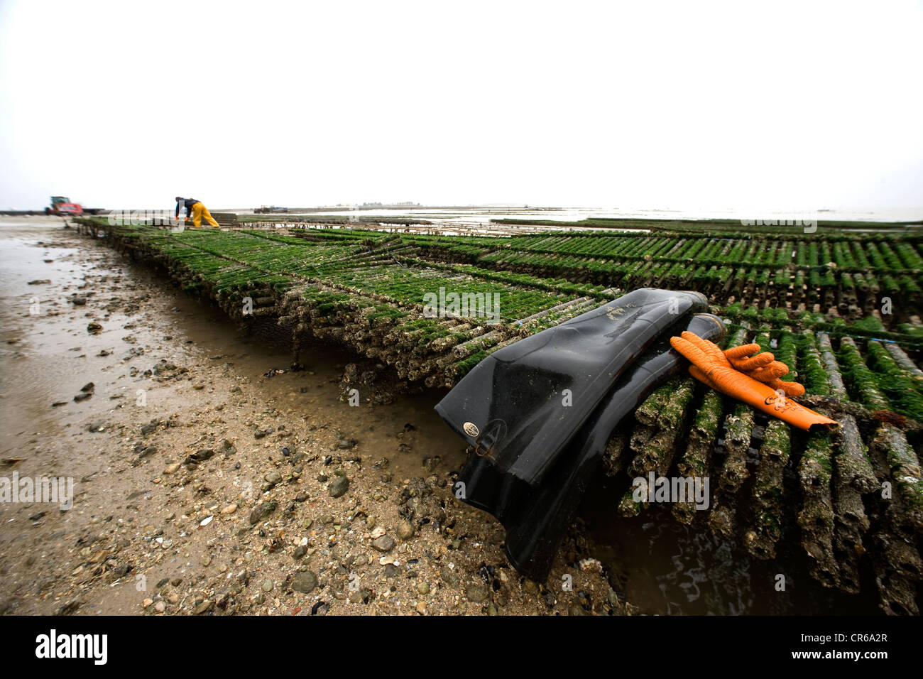 France, Charente Maritime, Fouras, oyster spat are captured on tubes Stock Photo