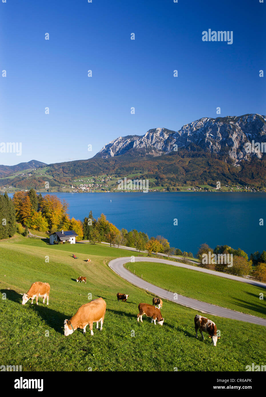 Austria, Attersee,  View of Hoellen Mountain during autumn with cows grazing in foreground Stock Photo