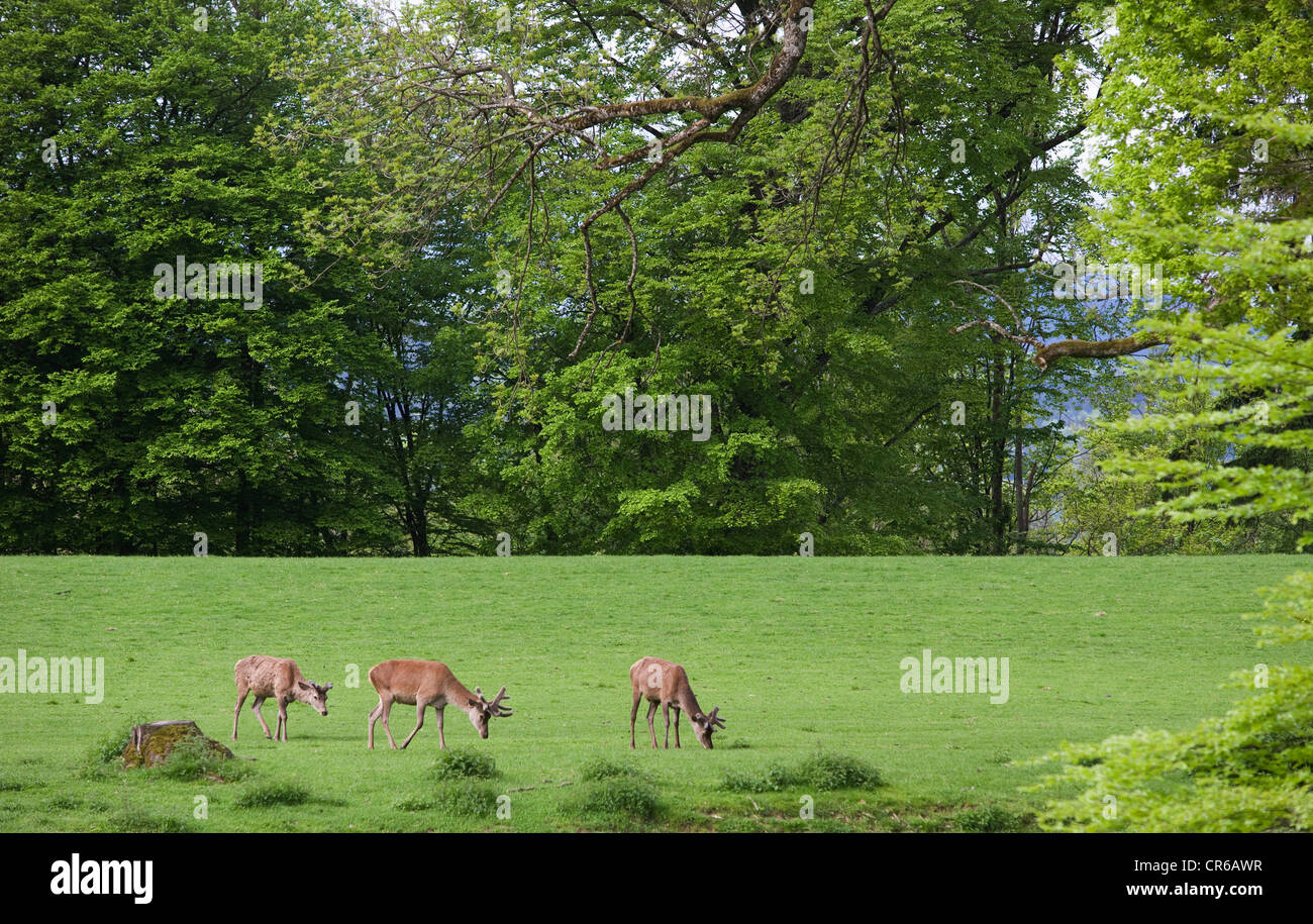 Austria, Fallow buck grazing grass Stock Photo