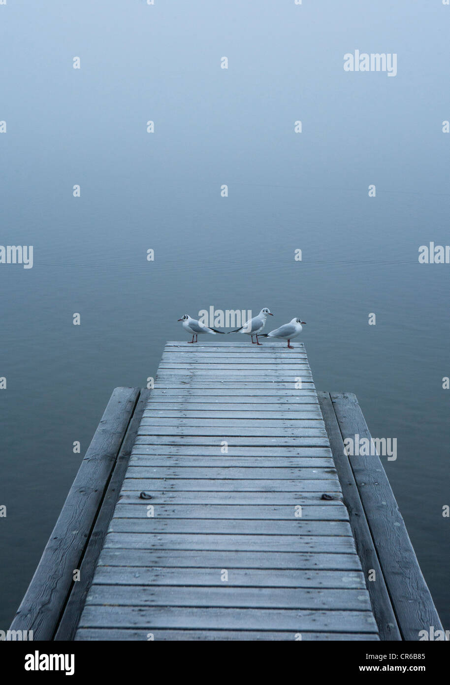 Austria, Seagull on jetty with Mondsee Lake Stock Photo