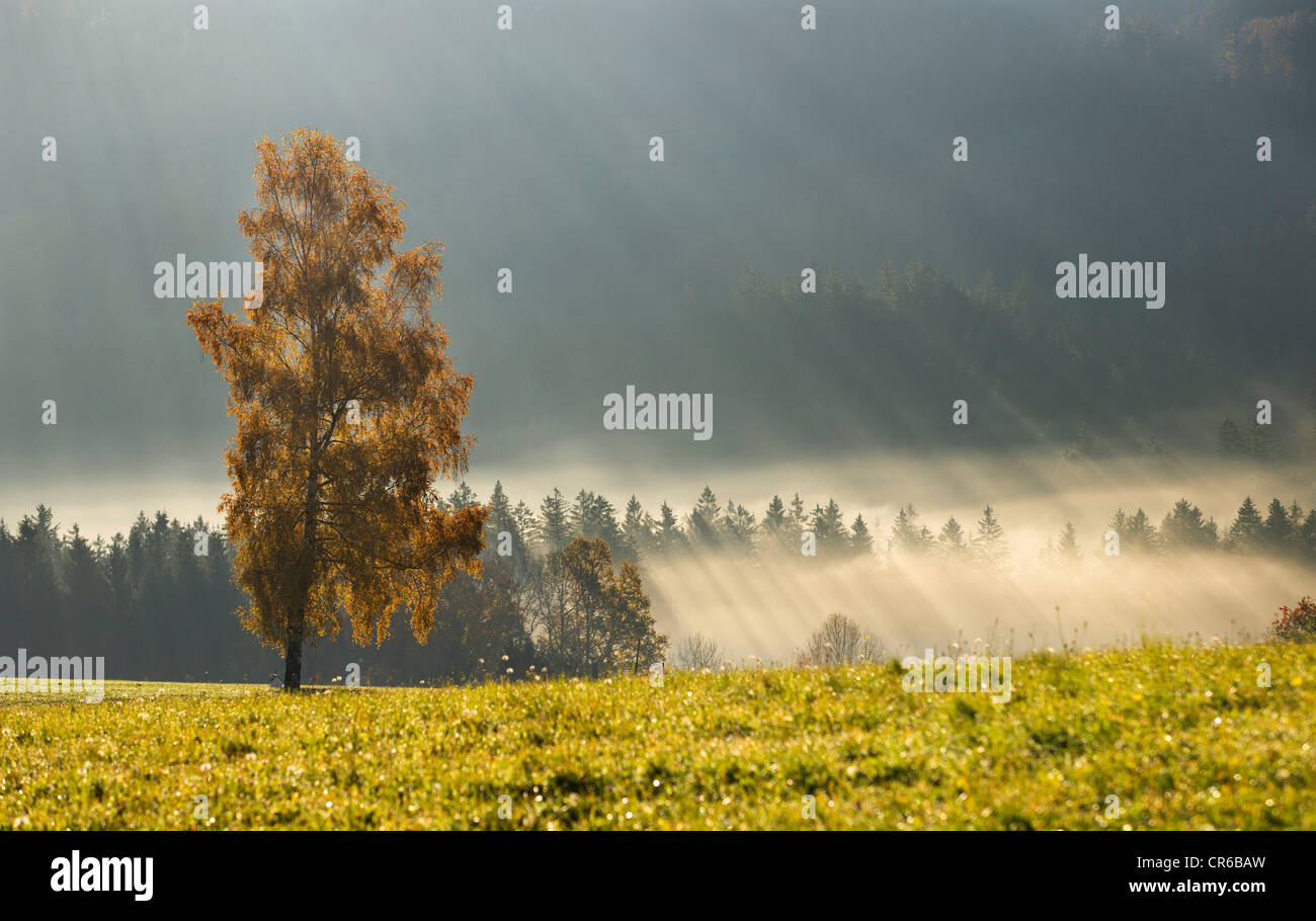 Austria, Sunbeam on foggy birch trees during autumn Stock Photo