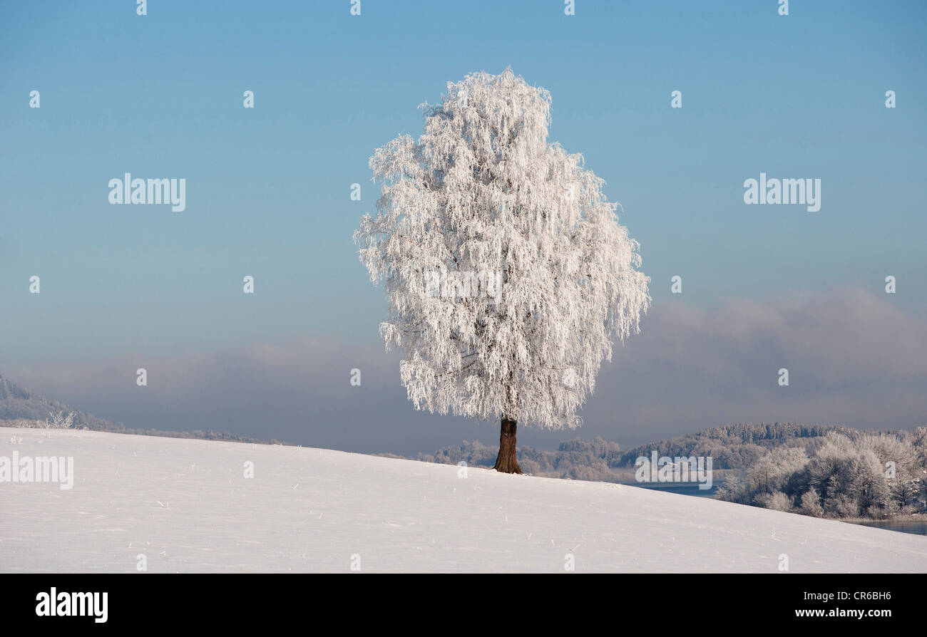 Austria, View of birch tree on snowy landscape Stock Photo