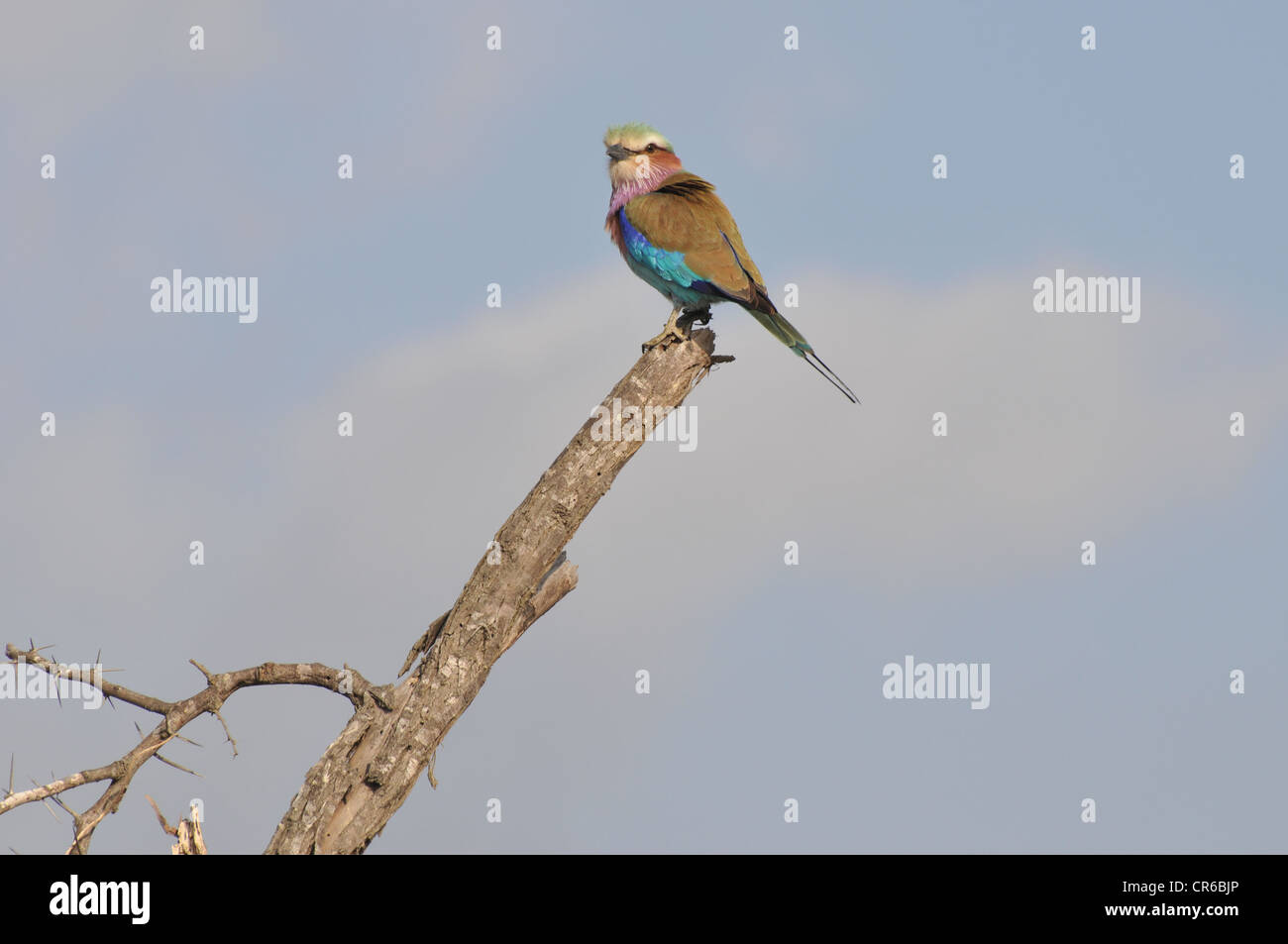 Lilac Breasted Roller in the Sun Stock Photo