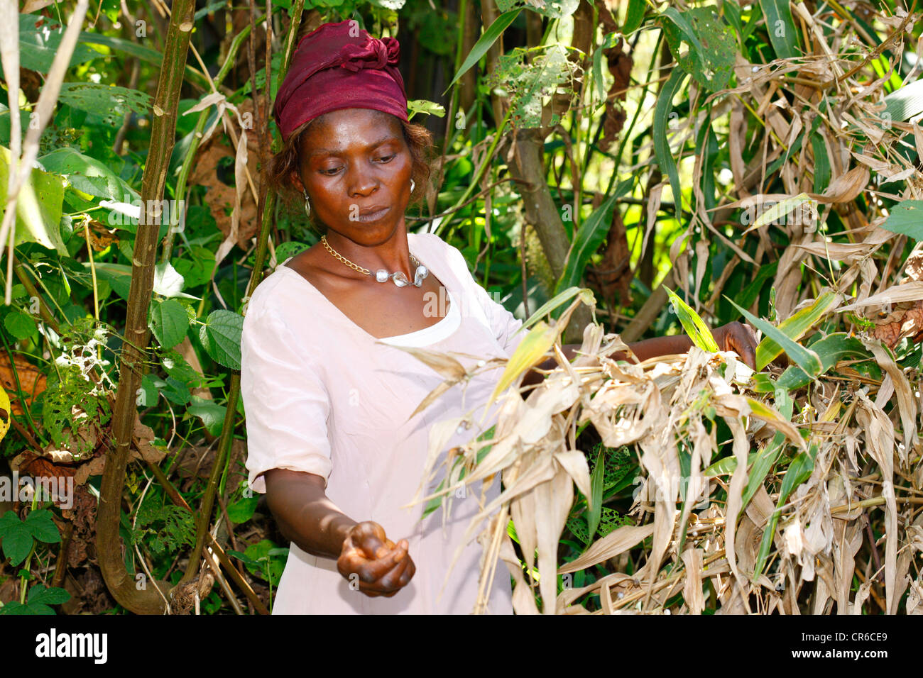 Woman gathering seeds for the manufacture of rattles from gourds, Bafut ...
