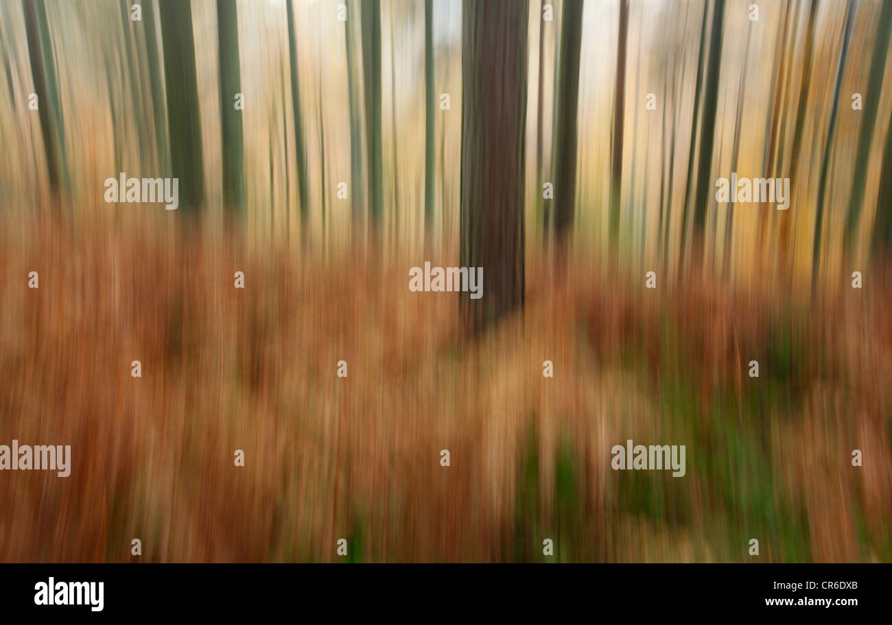 Maundown Plantation near Somerset. England. UK Stock Photo Alamy