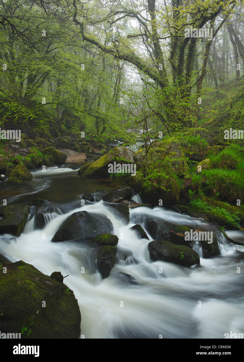 River Fowey at Golitha Falls. Cornwall. England. UK. Stock Photo