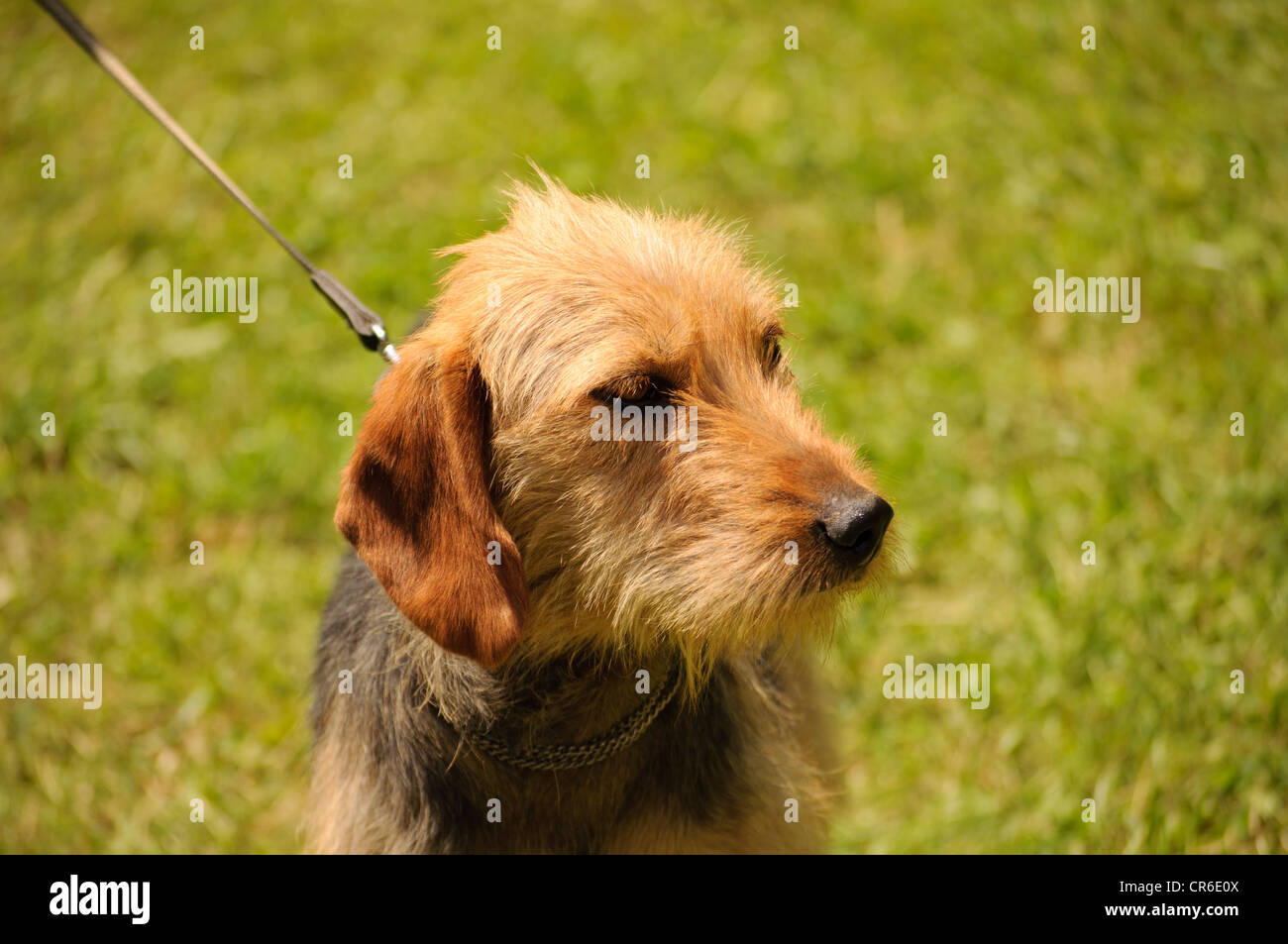 what are the rules for keeping a bosnian coarse haired hound in aland