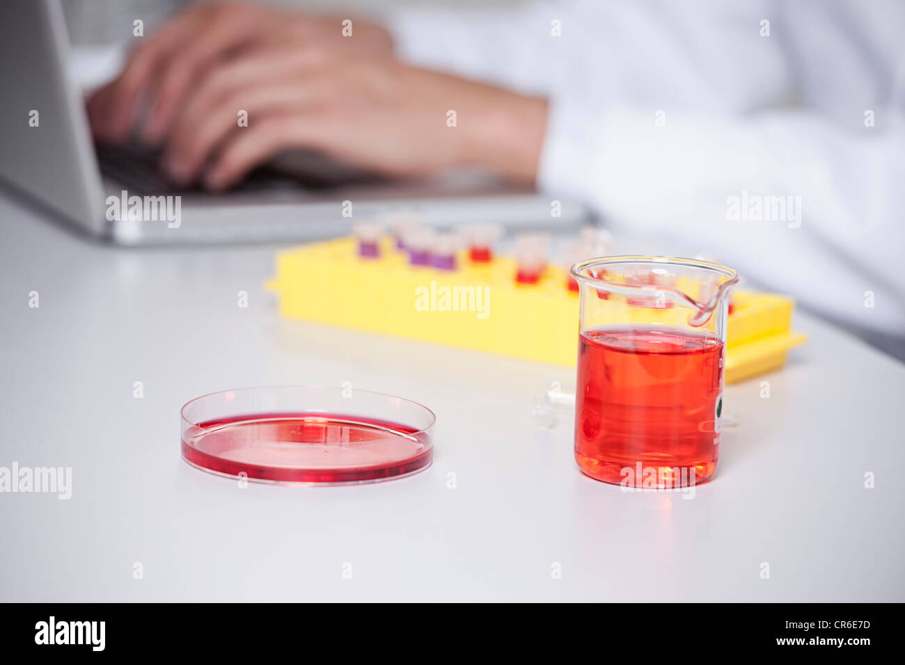 Germany, Bavaria, Munich, Red liquid in beaker and petri dish, scientist using laptop Stock Photo
