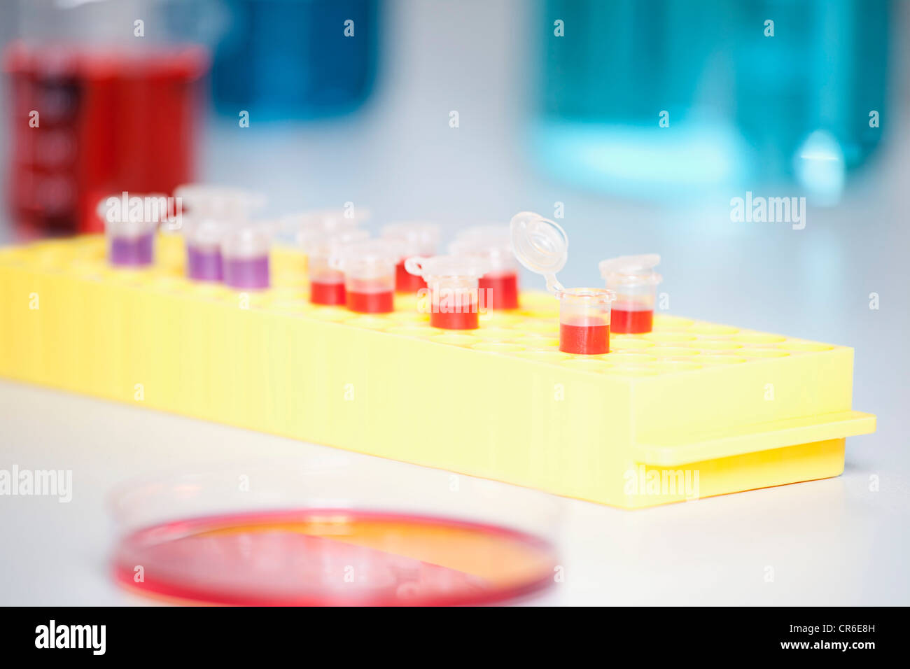 Germany, Bavaria, Munich, Test tubes and petri dishes for medical research in laboratory Stock Photo