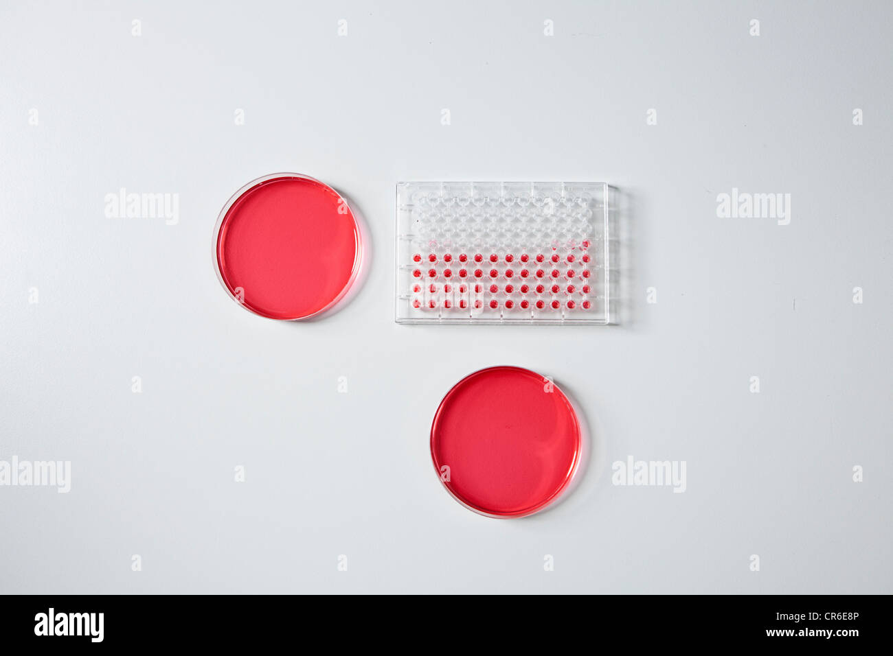 Germany, Bavaria, Munich, Test tray and petri dishes for medical research in laboratory Stock Photo