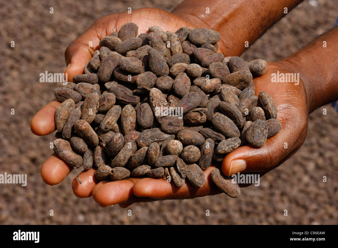 Hands holding cacao beans, Bamenda, Cameroon, Africa Stock Photo