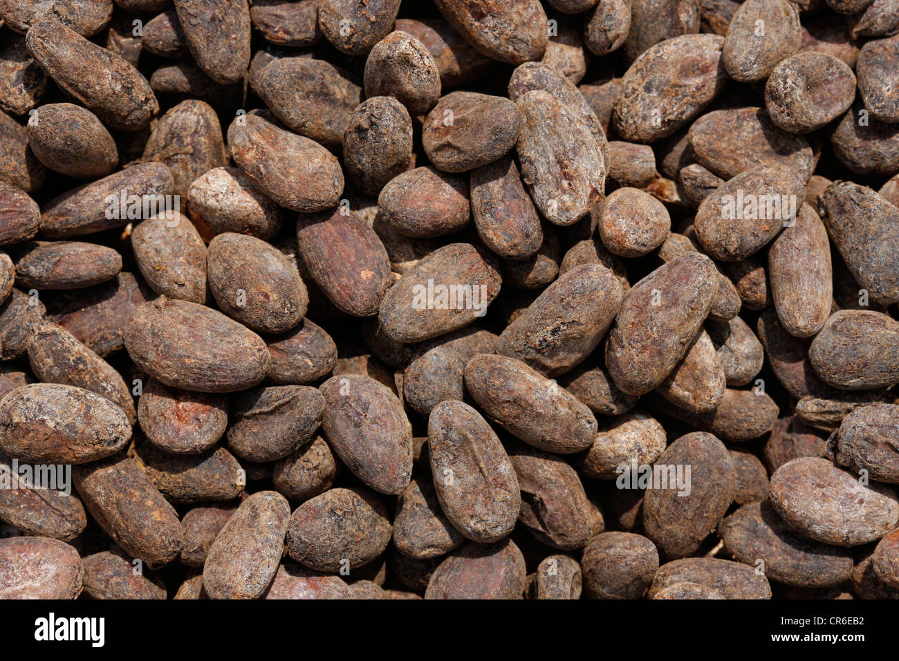 Cocoa beans, Bamenda, Cameroon, Africa Stock Photo Alamy