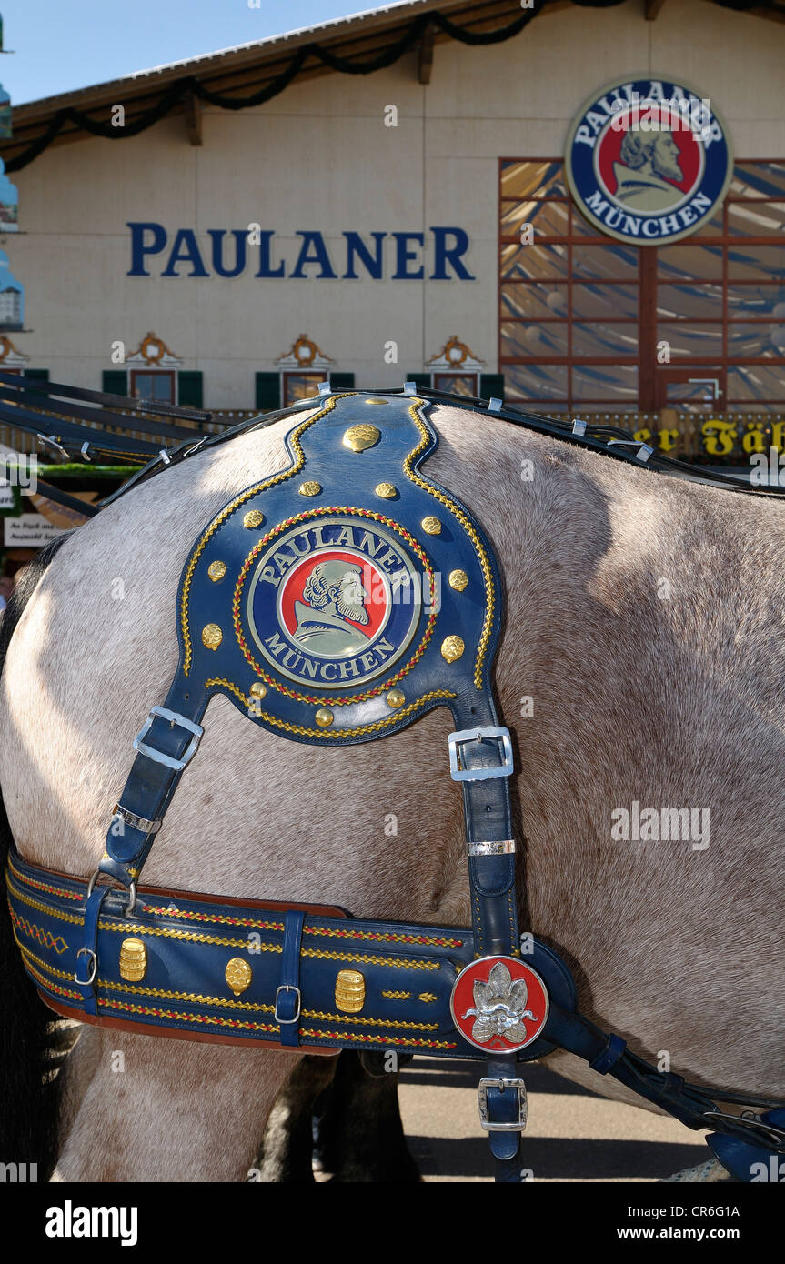 Draught horse wearing a harness from the Paulaner Brewery standing in front of the Paulaner Winzerer Faehnd'l festival tent Stock Photo