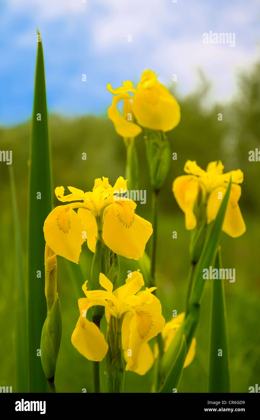 Beautiful wild iris pseudacorus (Yellow Flag Iris) on green meadow Stock Photo