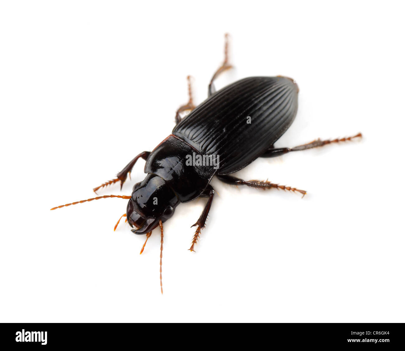 Ground beetle (Tachyta nana) isolated on white Stock Photo