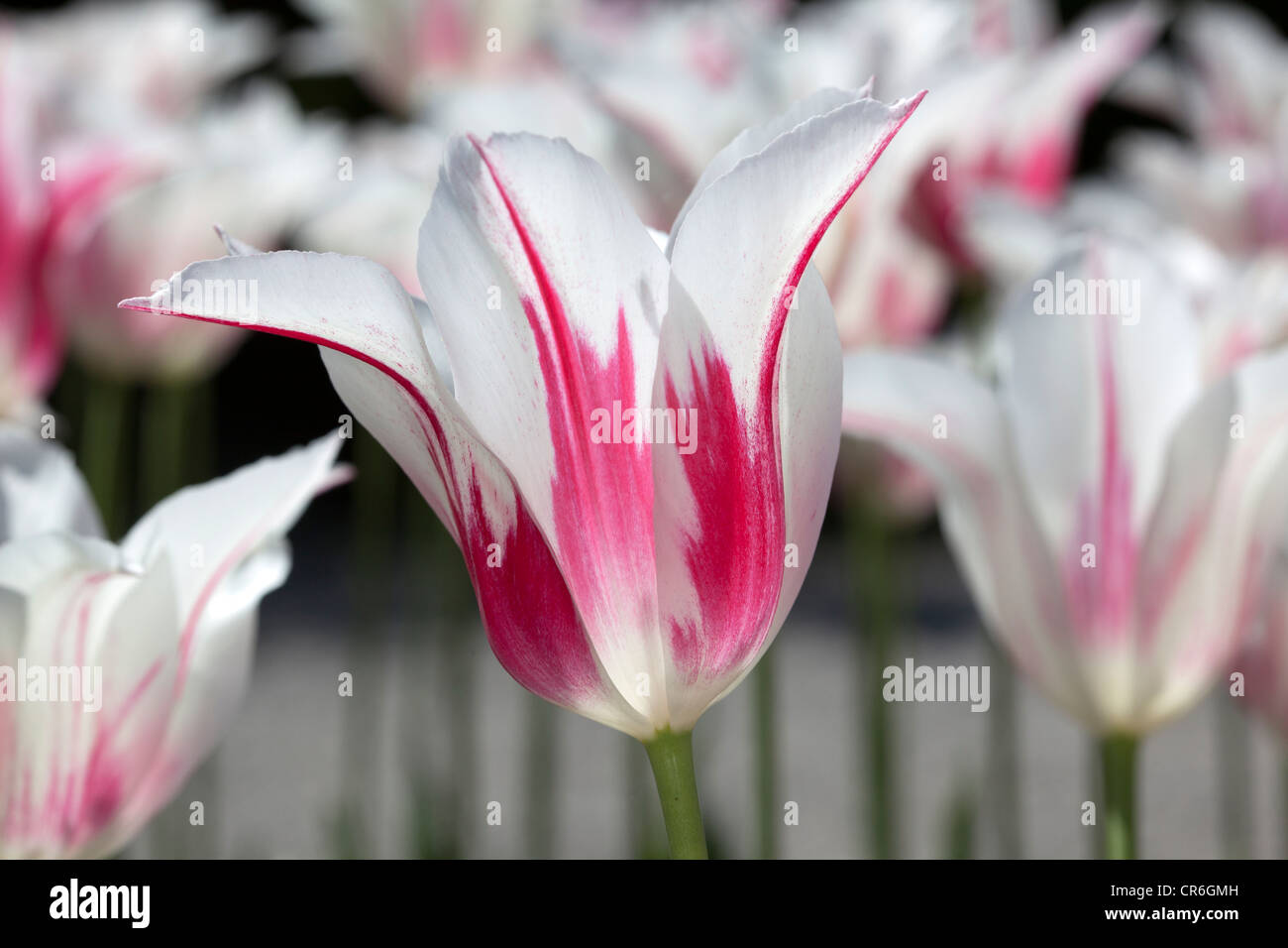 Marilyn (Tulipa gesneriana) Stock Photo