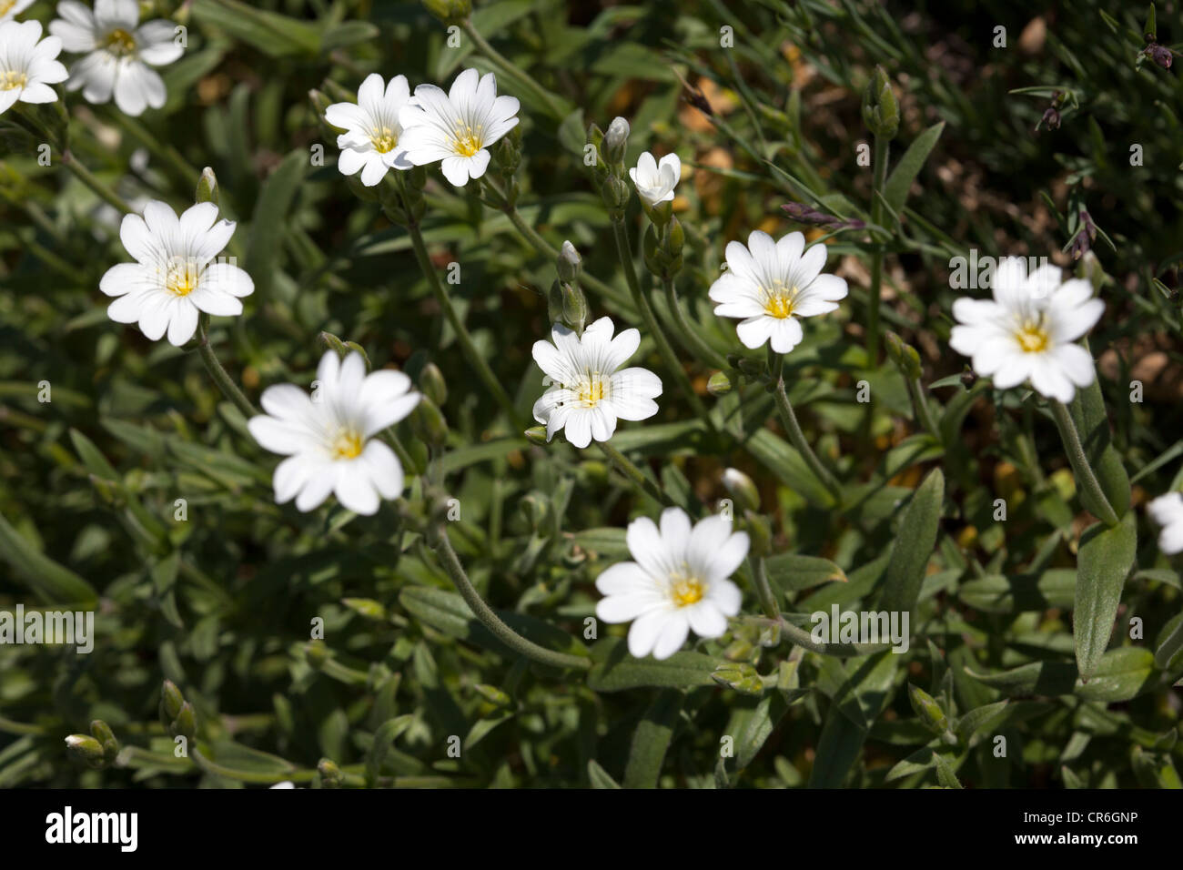 Gibraltar Chickweed, Cerastium repens (Cerastium gibraltaricum) Stock Photo