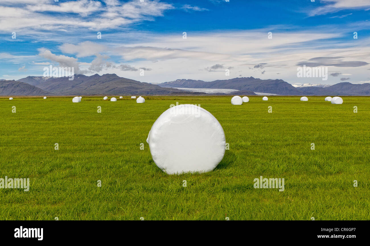 Hay rolls wrapped in plastic,  Flaajokull glacier in background  Iceland Stock Photo
