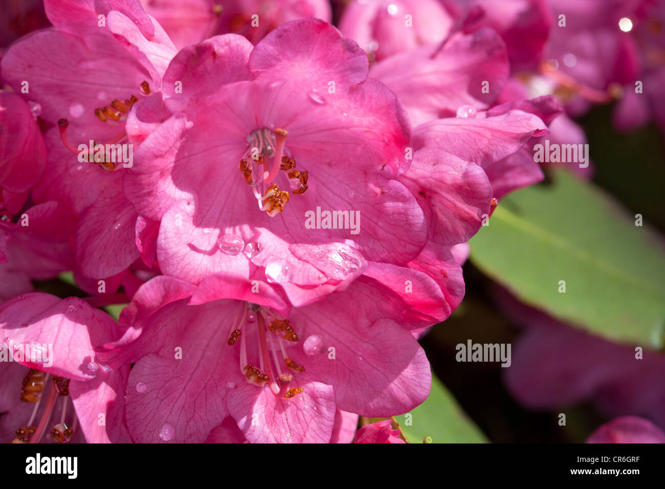 Azalea, Rhododendron Simsii-gruppen (Rhododendron simsii) Stock Photo