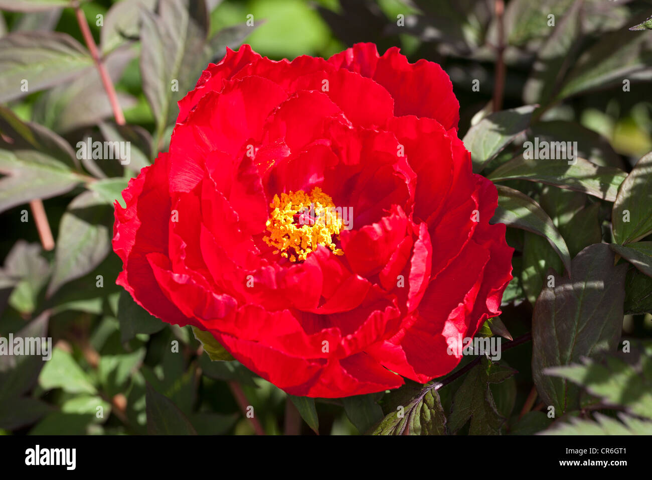 Tree Peony, Buskpion (Paeonia suffruticosa) Stock Photo