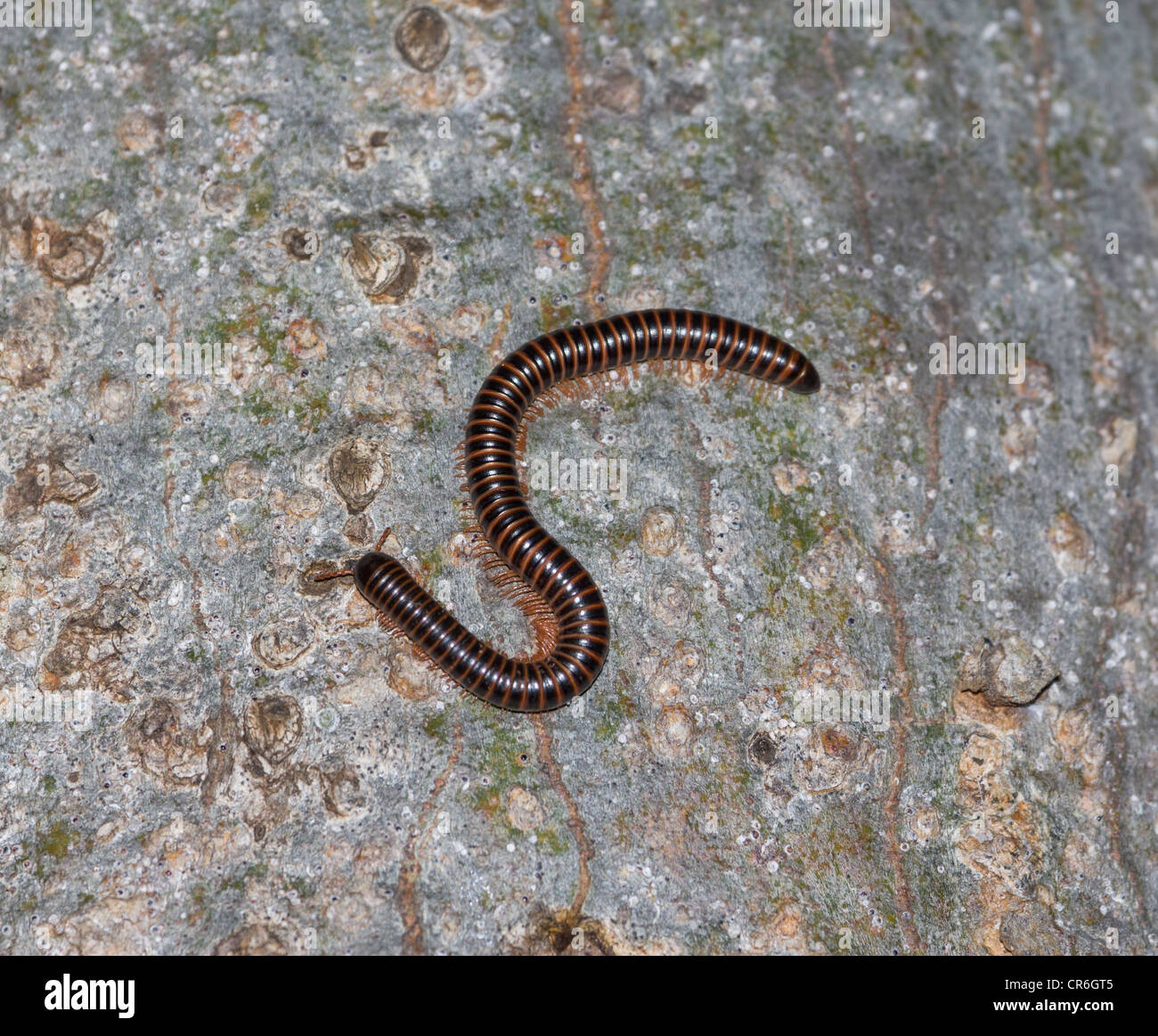 millipede, Spirostreptida order, Berenty, Madagascar Stock Photo