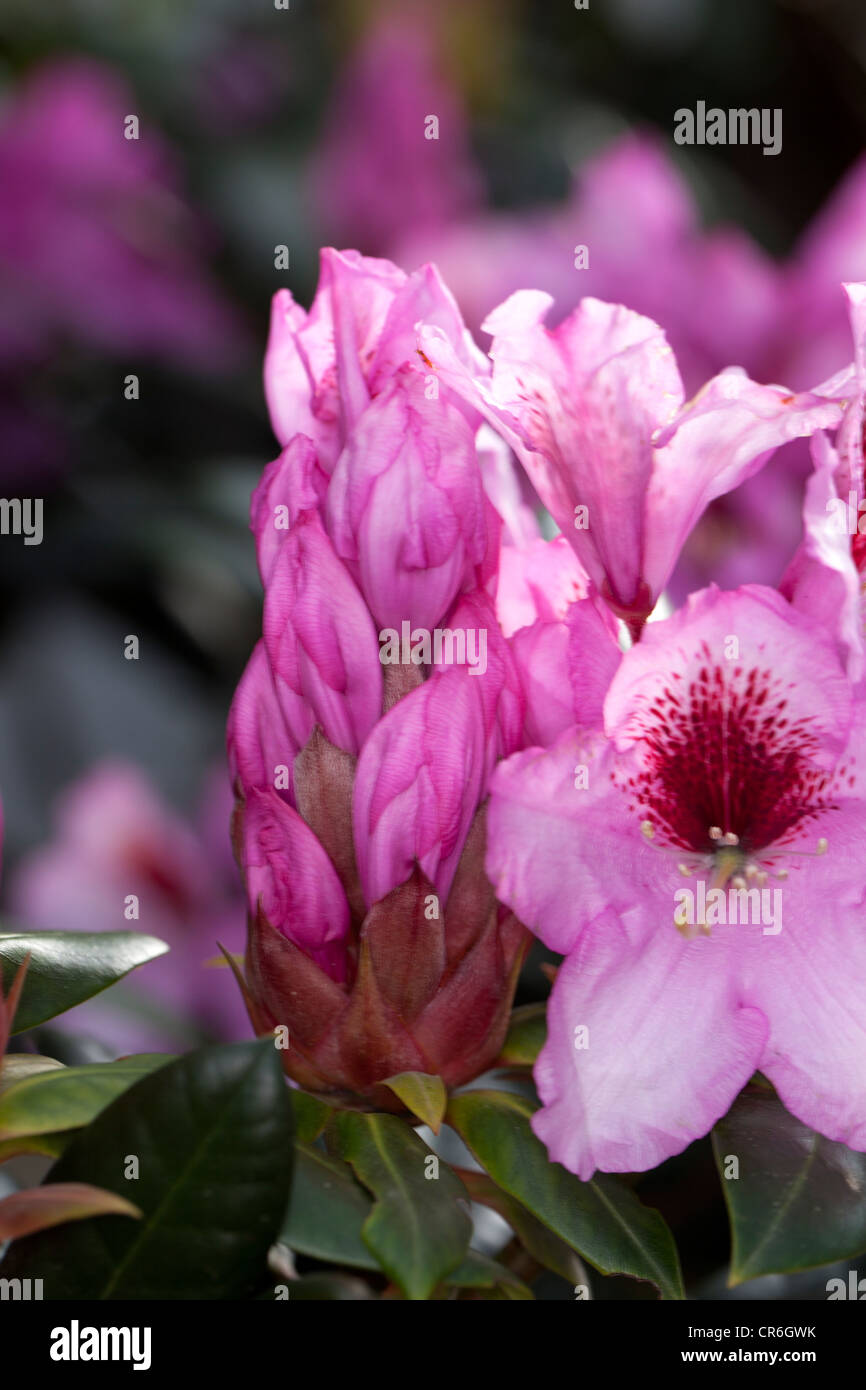 'Diadem' Rhododendron, Parkrhododendron (Diadem) Stock Photo