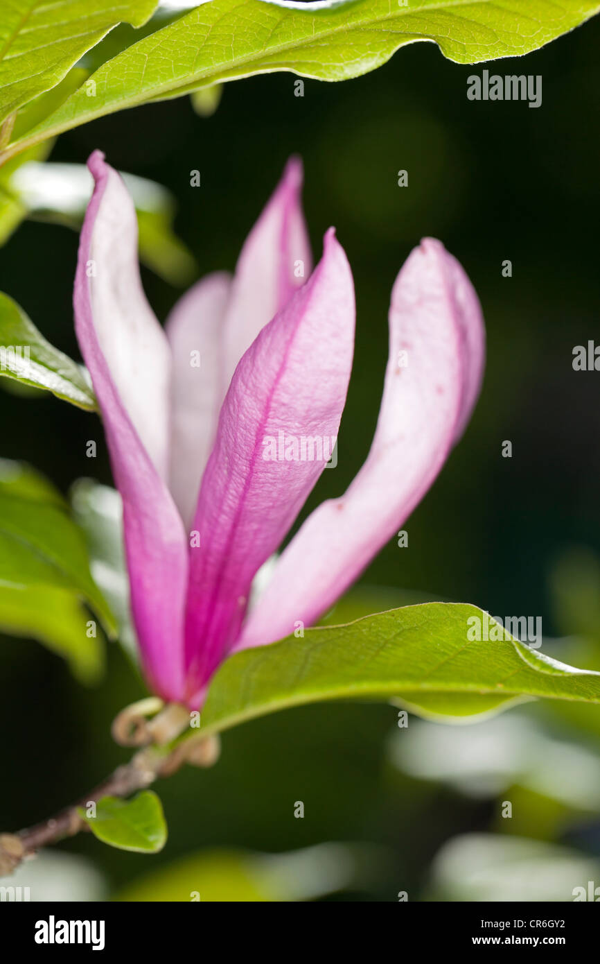 Susan (Magnolia hybrid) Stock Photo