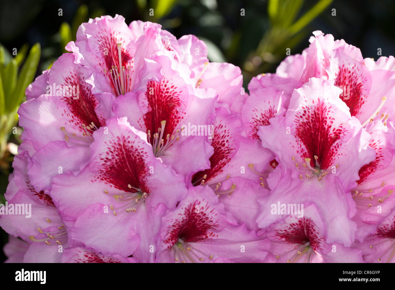 'Diadem' Rhododendron, Parkrhododendron (Diadem) Stock Photo