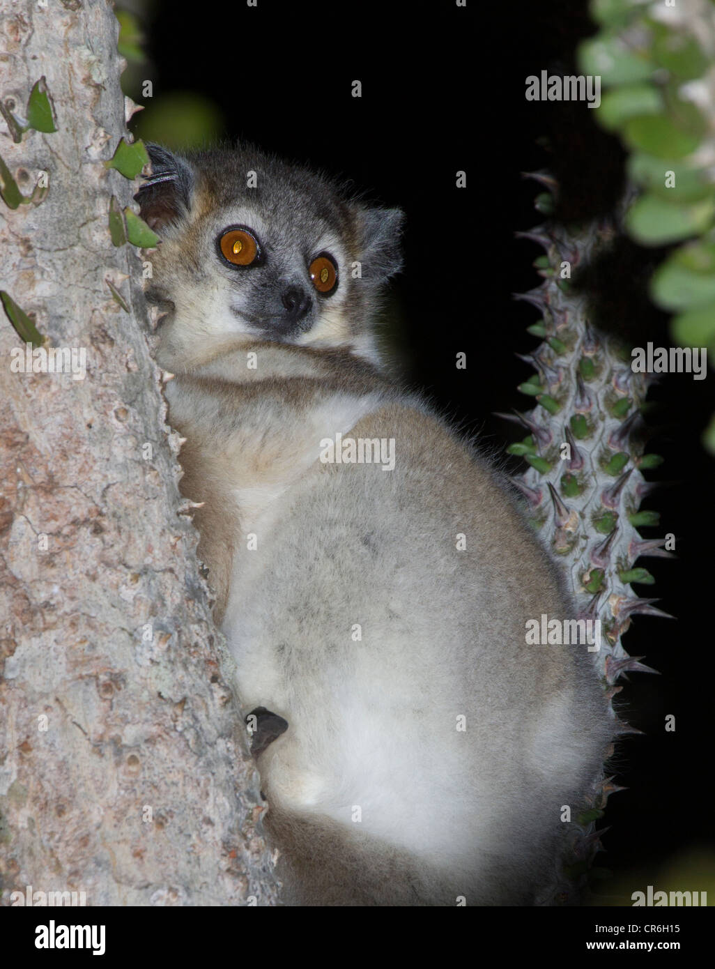 grey mouse lemur Microcebus, Berenty Reserve, Madagascar Stock Photo