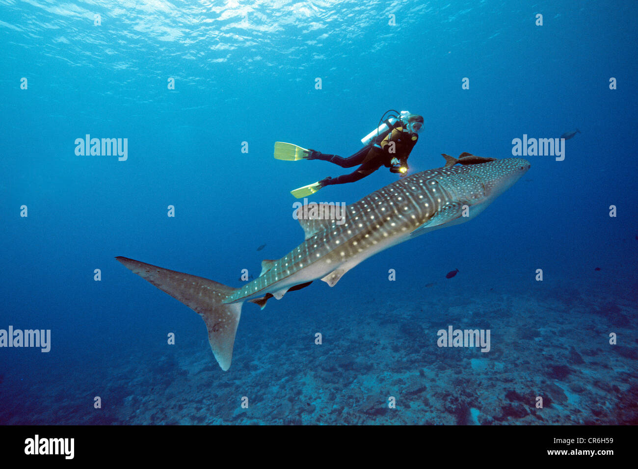 Swimming With Whale Sharks Maldives Stock Photos Swimming With
