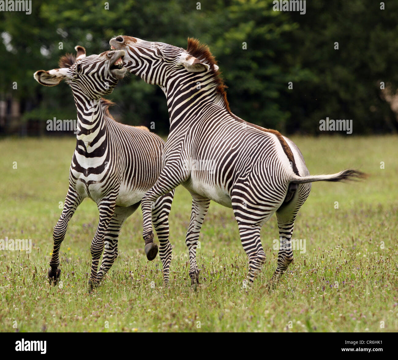Two male Zebra fighting Stock Photo Alamy