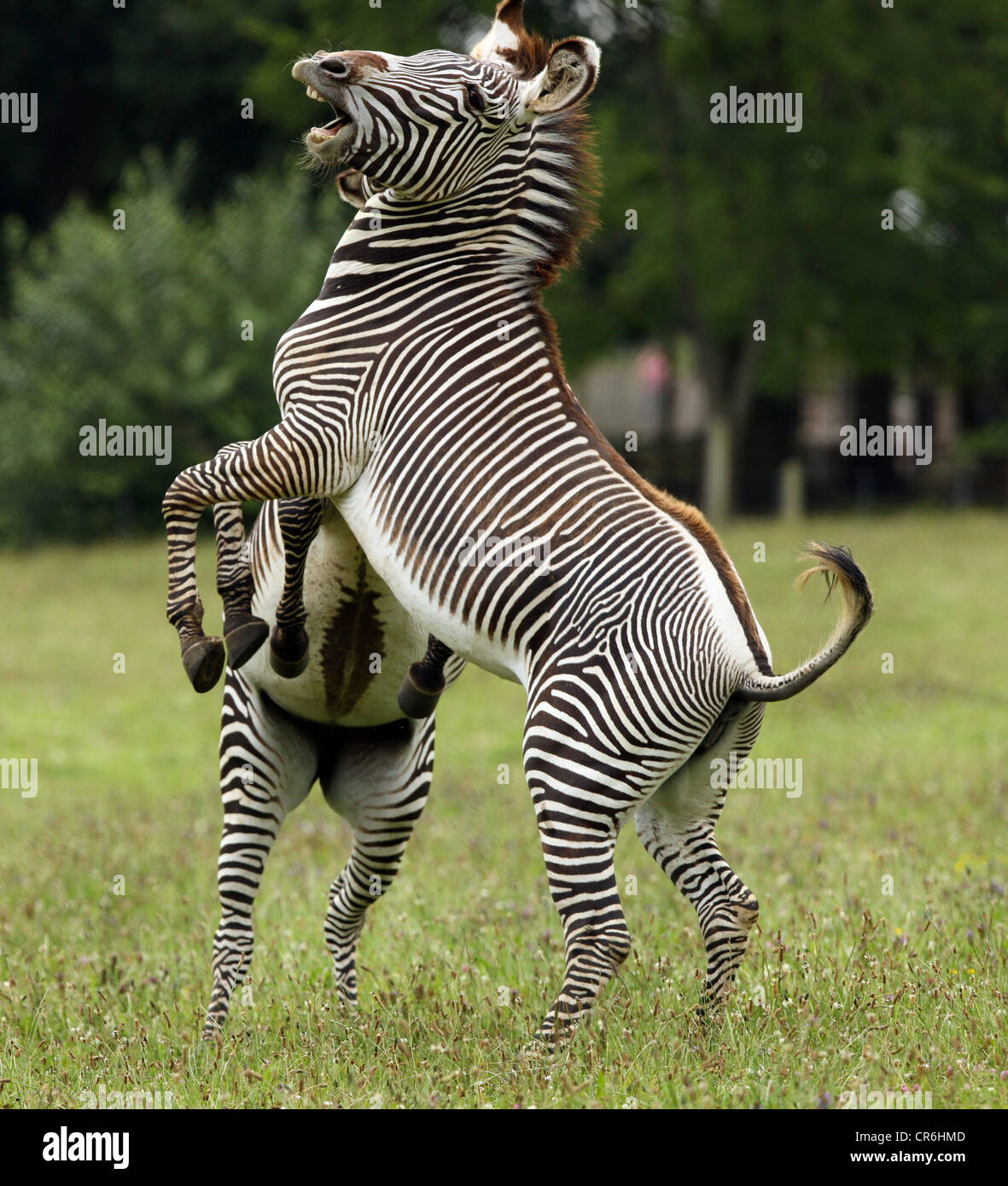 Two male Zebra fighting Stock Photo - Alamy