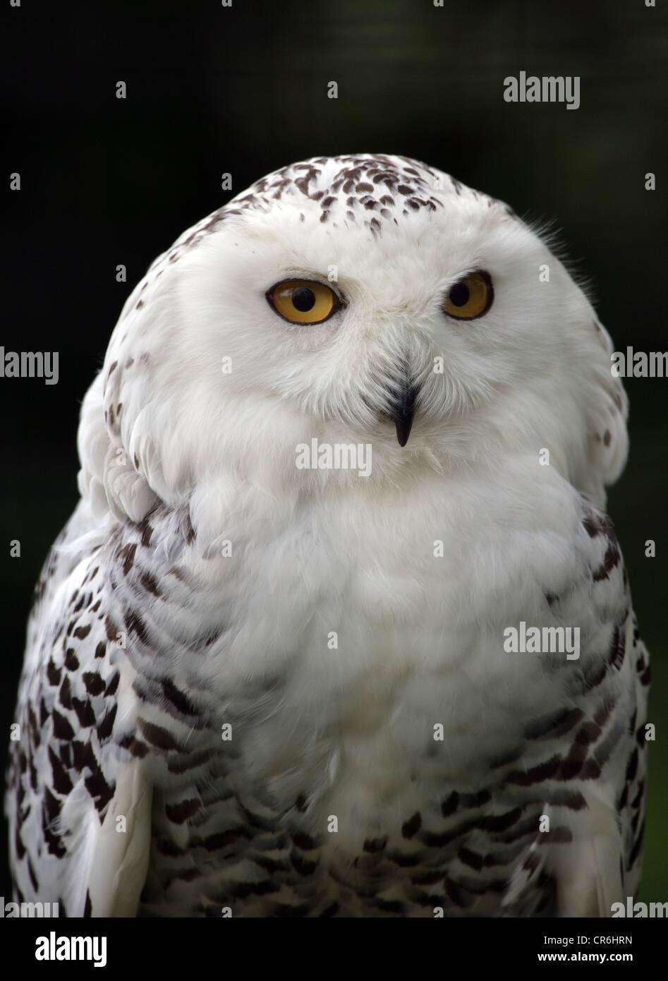 Portrait of a Snowy Owl Stock Photo - Alamy