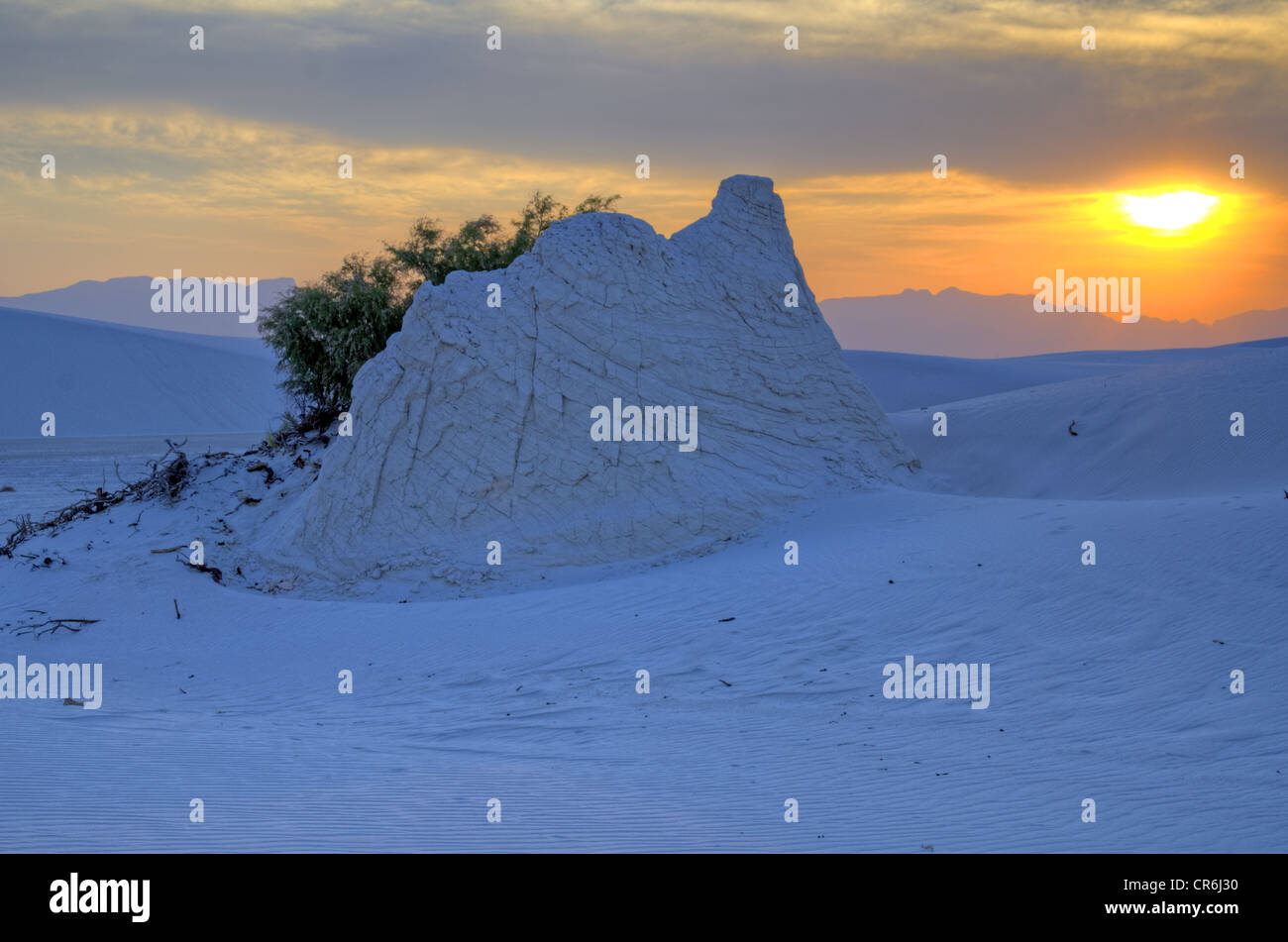 Plant pedestal and Salt Cedar, (Tamarix gallica), White Sands National Monument, Otero county, New Mexico, USA. Stock Photo