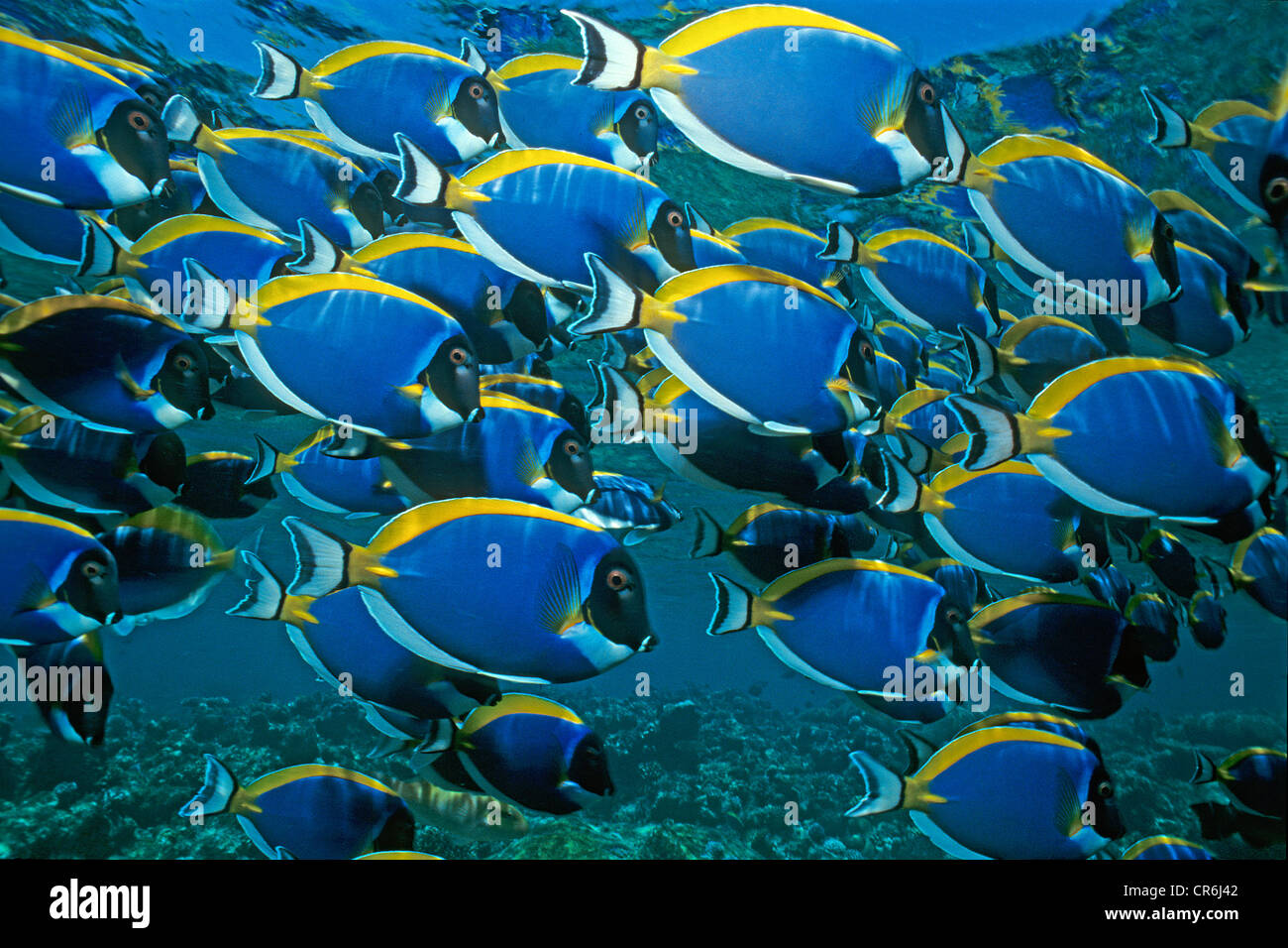 Blue Tang Shoal High Resolution Stock Photography and Images Alamy