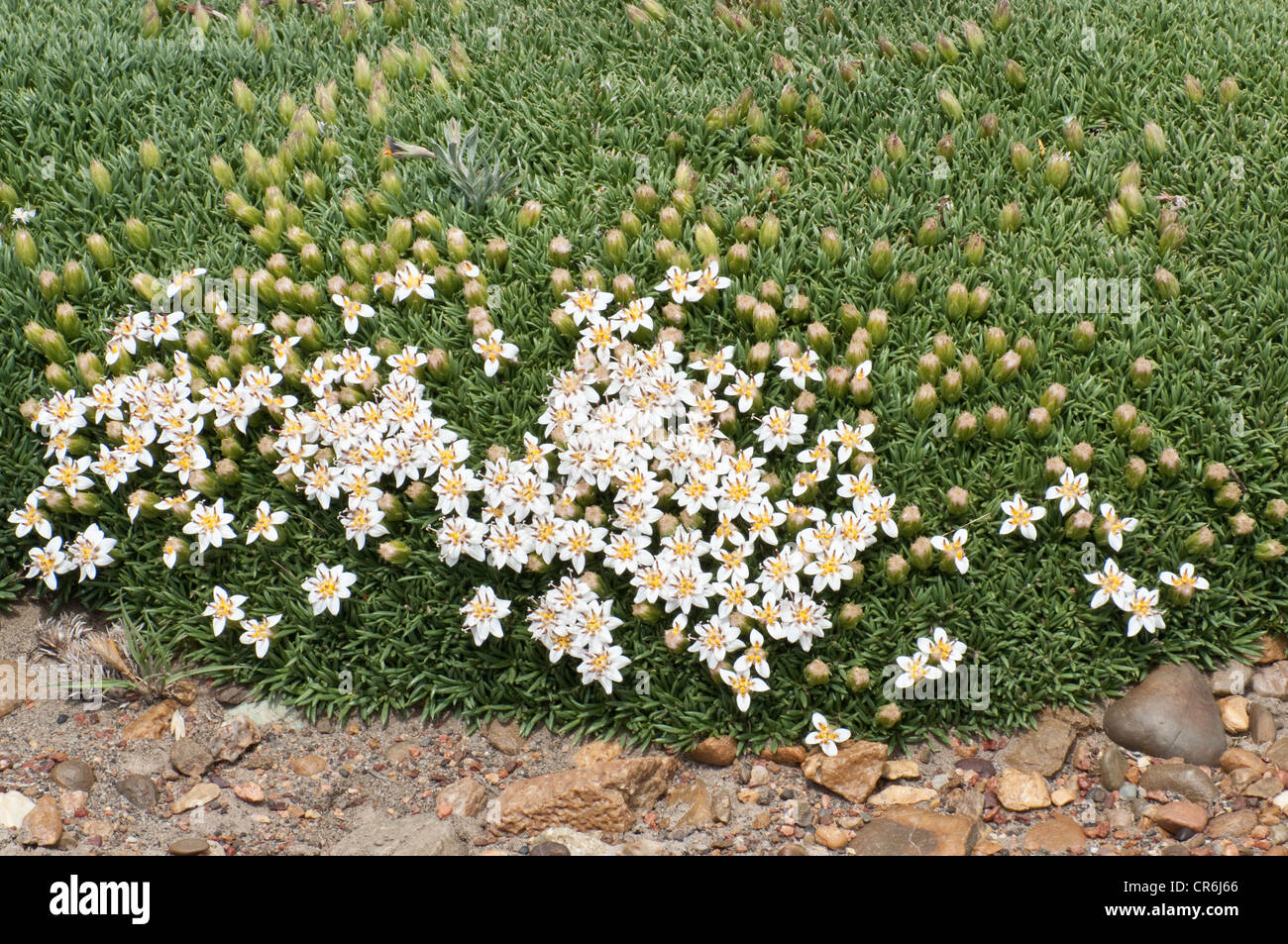 Perezia lanigera cushion-forming plant flowering steppe Parque National Monte Leon Santa Cruz Province  Argentina Stock Photo