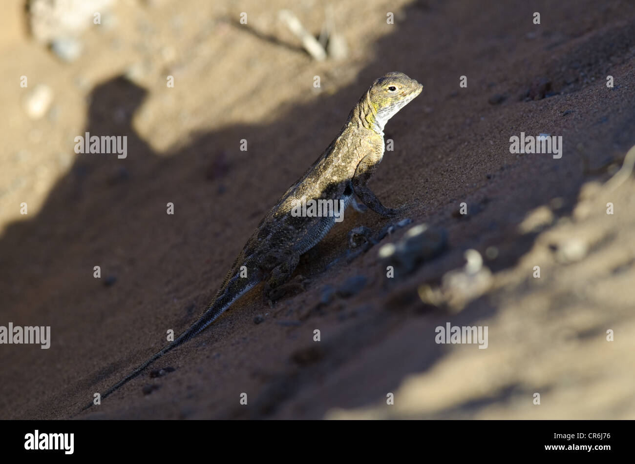 Female Speckled Earless Lizard, (Holbrookia maculata approximans), in breeding coloration.  Bernalillio co., New Mexico, USA. Stock Photo